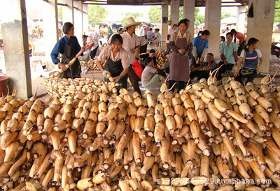 南寧市三七農(nóng)副產(chǎn)品購銷部供應(yīng)橫縣連藕2級(jí)品 質(zhì)優(yōu)價(jià)廉的根莖佳品